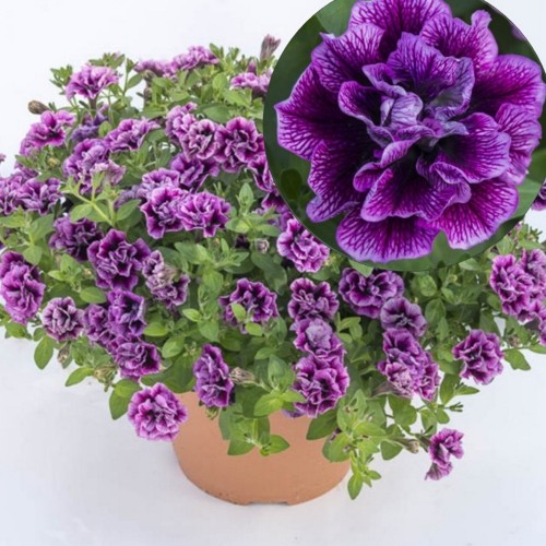 Petunia atkinsiana 'Sugar Plum' - Petuunia 'Sugar Plum'